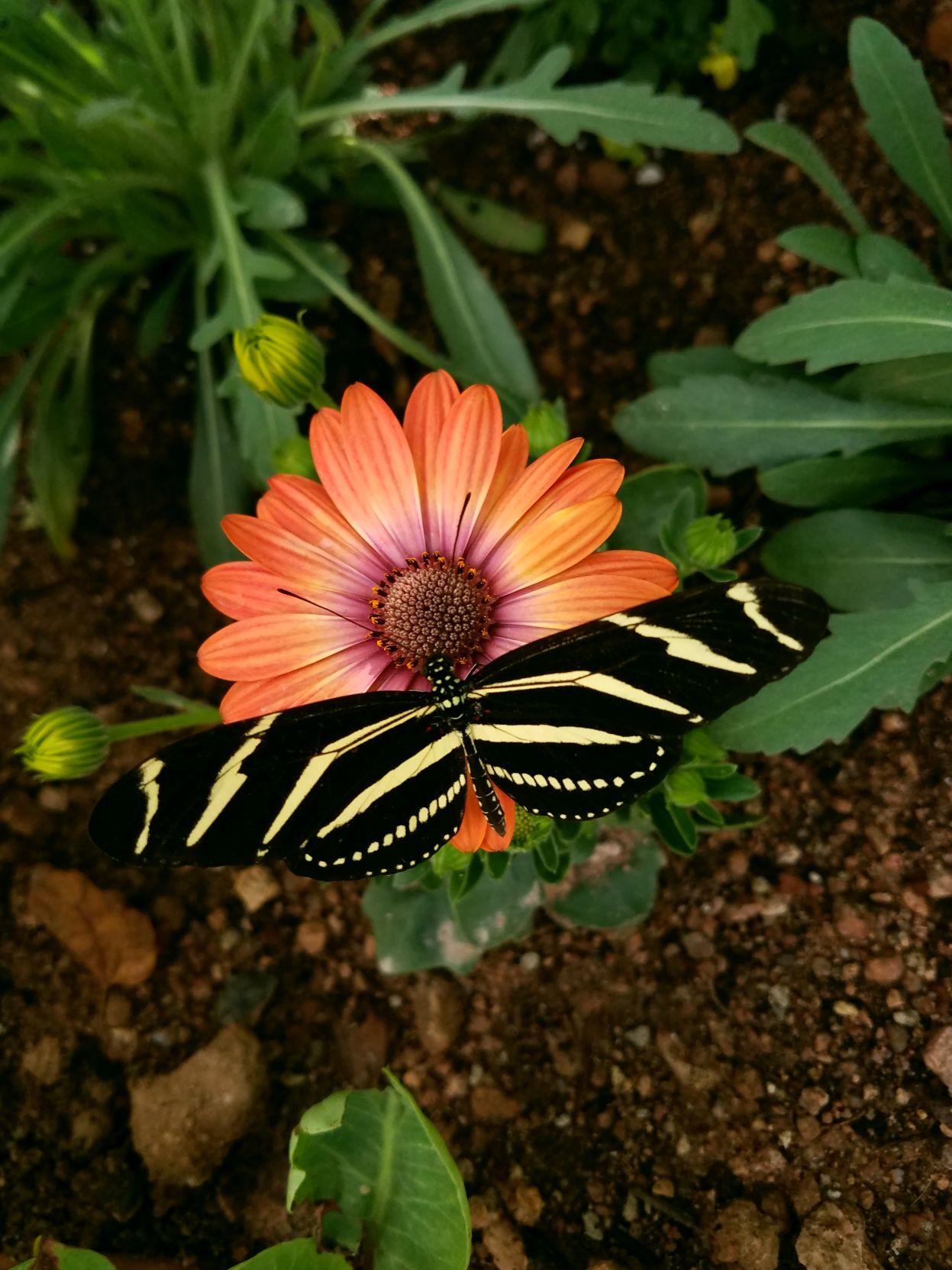 Botanical Garden